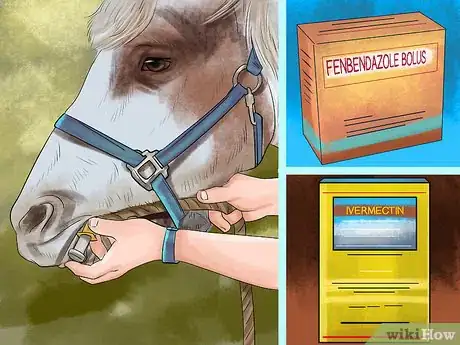 Image titled Prevent Parasites in Horses Step 1