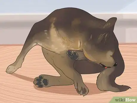 Image titled Diagnose Canine Anal Sac Problems Step 2