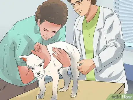 Image titled Diagnose Portosystemic Shunts in Yorkshire Terriers Step 6