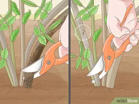Image titled Prune Elderberries Step 6