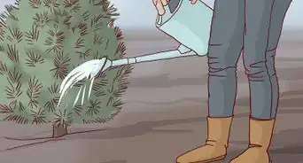 Care for a Living Christmas Tree