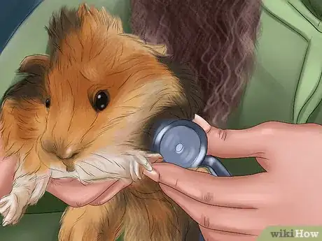 Image titled Adopt a Guinea Pig Step 11