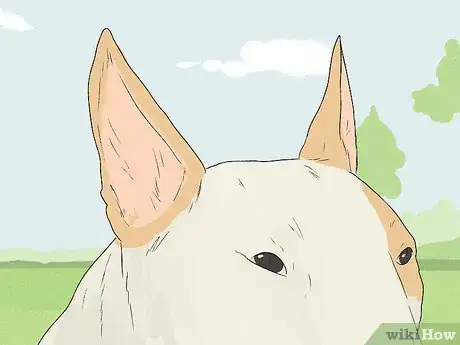 Image titled Identify a Bull Terrier Step 3