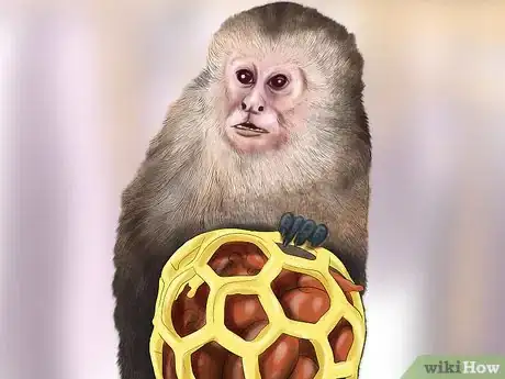Image titled Quiet a Capuchin Monkey Step 7