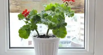 Grow Geraniums Indoors