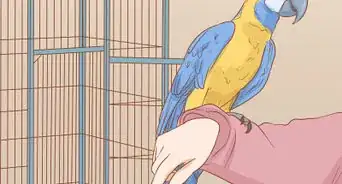 Keep a Macaw Occupied