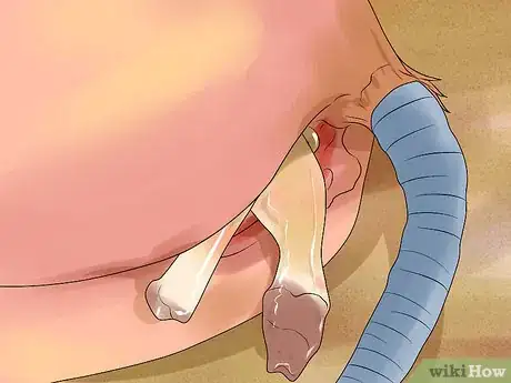 Image titled Deliver a Foal Step 14