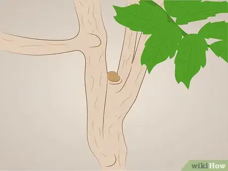 Image titled Prune Tecoma stans Step 2