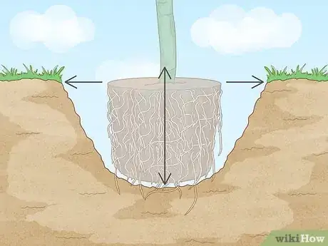 Image titled Plant a Pear Tree Step 9