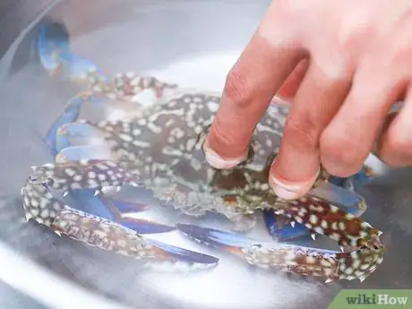 Image titled Boil Crab Step 2