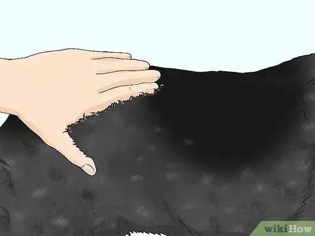 Image titled Identify a Bluetick Coonhound Step 10