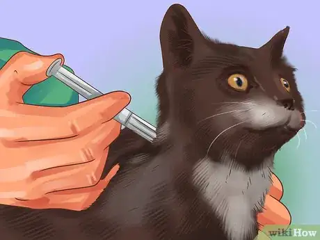 Image titled Treat Feline Intestinal Lymphoma Step 2