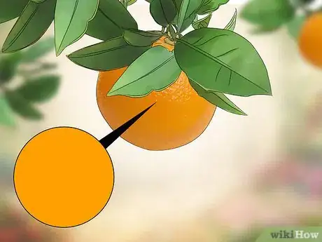 Image titled Harvest Oranges Step 2