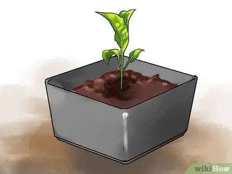 Image titled Grow Eggplants in Pots Step 15