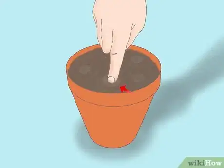 Image titled Plant a Lemon Seed Step 4