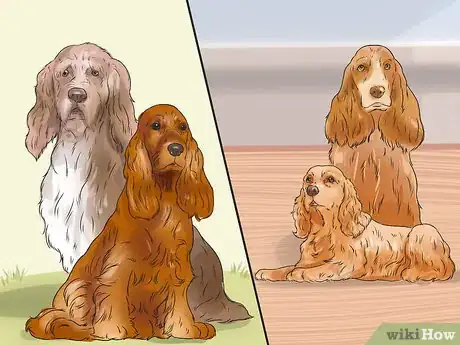 Image titled Breed Scottish Cocker Spaniels Step 1