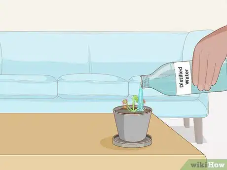 Image titled Grow Sundews Step 18