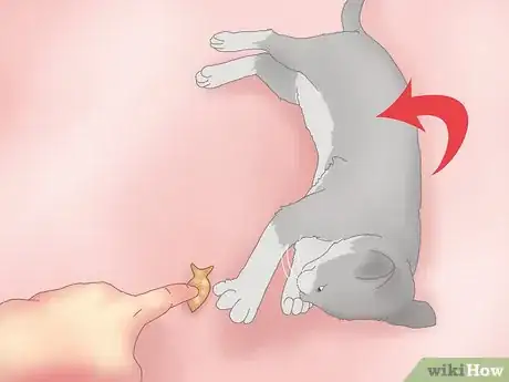 Image titled Get a Cat to Roll Over Step 7