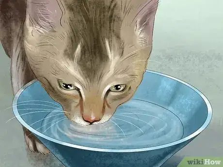 Image titled Take Care of a Singapura Cat Step 3