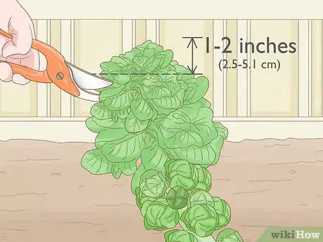 Image titled Harvest Brussels Sprouts Step 5