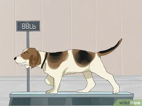 Image titled Cope With Canine Epilepsy Step 4