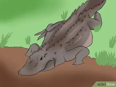 Image titled Start an Alligator Farm Step 8