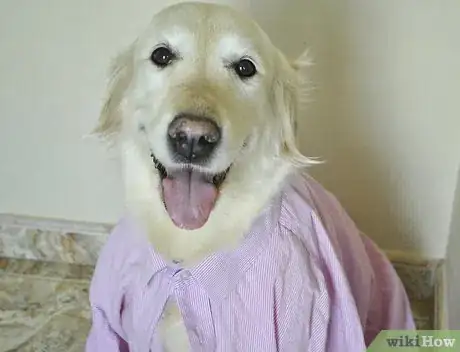 Image titled Craft a Dog Collar from an Old Shirt Step 1