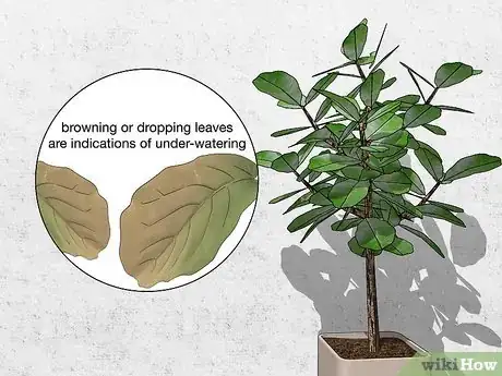 Image titled Water a Fiddle Leaf Fig Tree Step 5