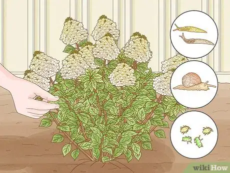 Image titled Care for Limelight Hydrangeas Step 15