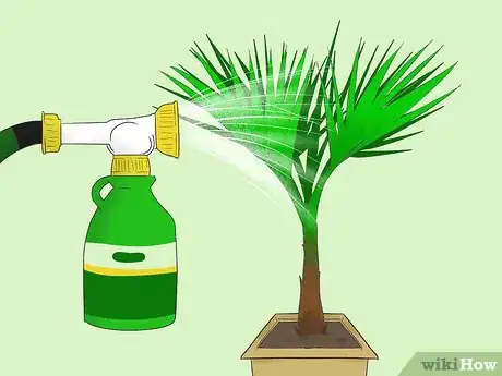 Image titled Grow a Washingtonia Robusta Step 6