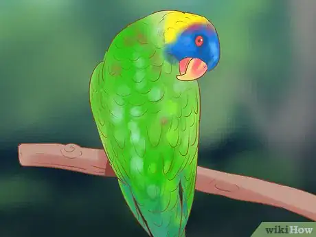 Image titled Treat Chlamydiosis in Lories and Lorikeets Step 5