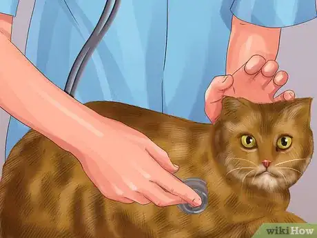 Image titled Help Your Cat Age Well Step 2