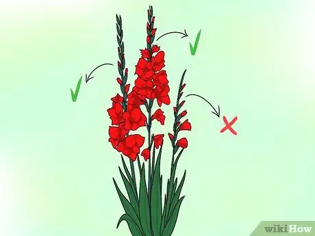 Image titled Grow Gladiolus Step 14