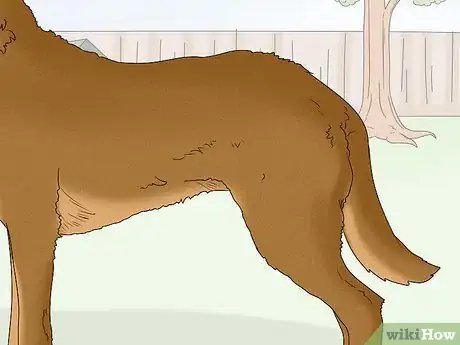 Image titled Identify a Chesapeake Bay Retriever Step 6