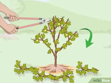 Image titled Prune Gooseberries Step 2