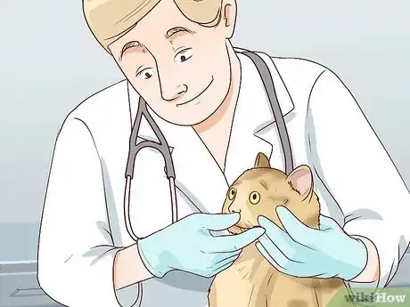 Image titled Handle Brachycephalic Airway Syndrome in Cats Step 11