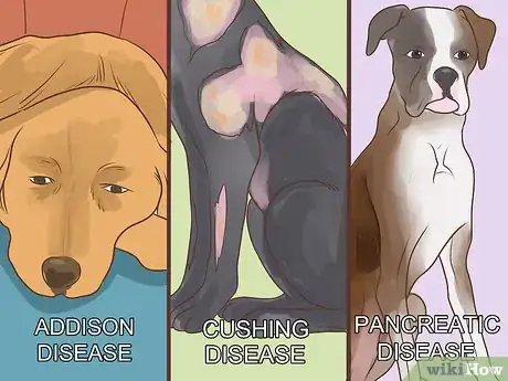 Image titled Diagnose Metabolic Disease in Older Dogs Step 13