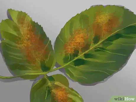 Image titled Maintain Roses Step 13