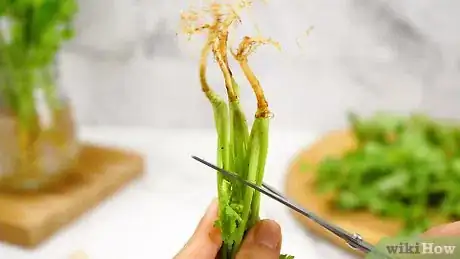 Image titled Keep Cilantro Fresh Step 11