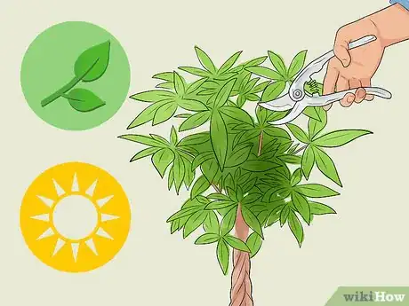 Image titled Care for a Money Tree Step 11