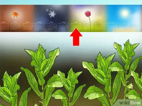 Image titled Plant Safflower Seeds Step 1