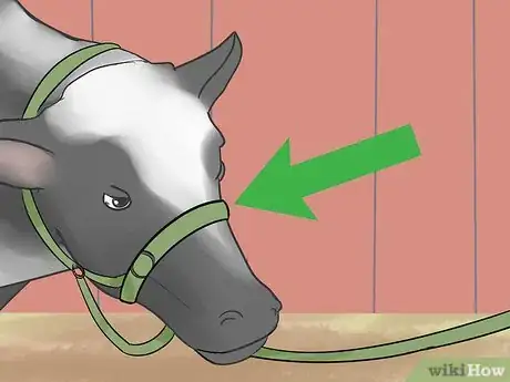 Image titled Show Heifers Step 15