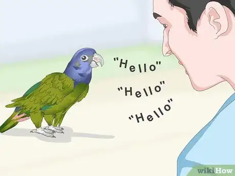 Image titled Teach a Pionus Parrot to Speak Step 7