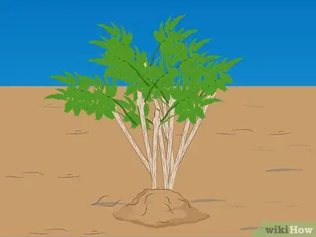 Image titled Prune Tecoma stans Step 5