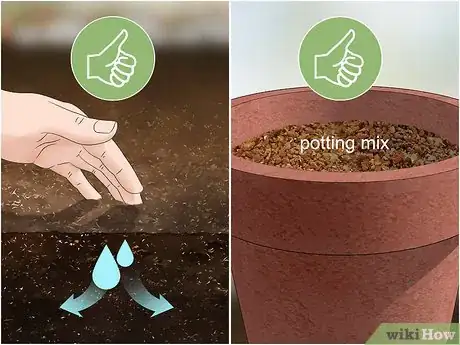 Image titled Grow Moss Rose Step 12