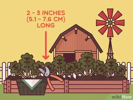 Image titled Harvest Arugula Step 2