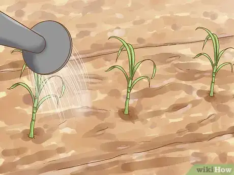 Image titled Grow Miniature Houseplants Step 10