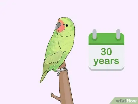 Image titled Choose a Lory or Lorikeet Step 5