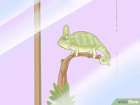 Image titled Buy a Chameleon Step 3