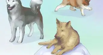 Remove Ear Mites from a Dog